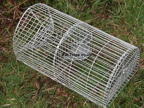download free pyres of novigrad rat traps